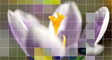 Close up of a single purple crocus flower with a pixelated mosaic effect