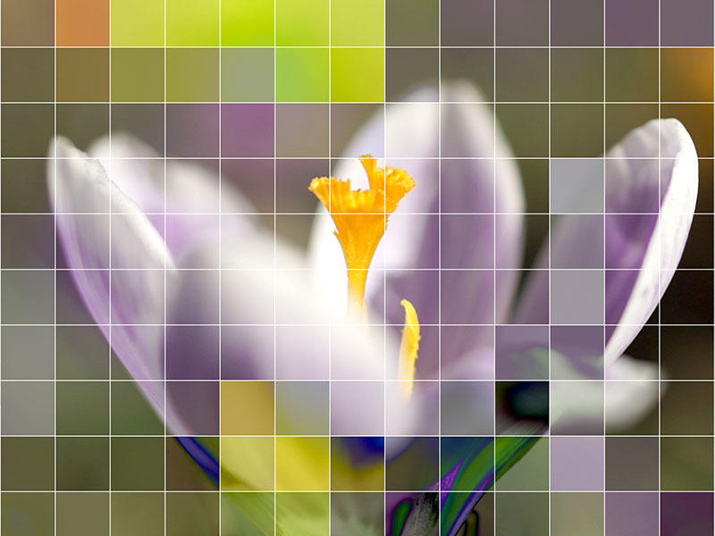 Close up of a single purple crocus flower with a pixelated mosaic effect